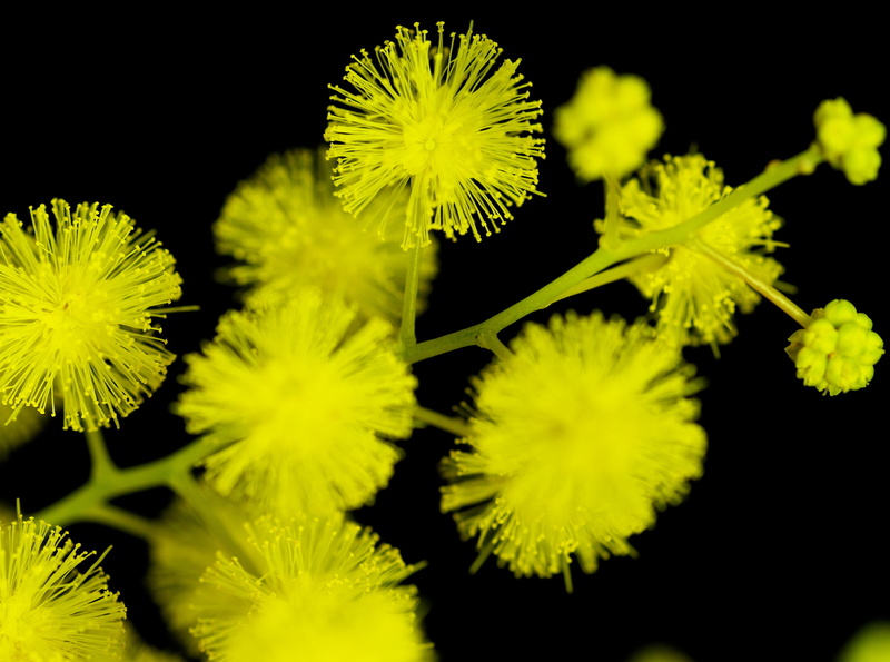 studio shot, Pentax, bokeh, AcaciaBaileyana, green color, nature, Aero, Macro, outdoors, pollen, black background, fragility, selective focus, petal, beauty in nature