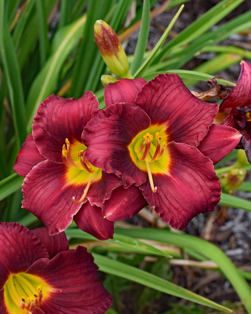 close-up, stamen, nature, flower head, colorful, daylily, maroon, petal, Lily, plant, freshness, focus on foreground, yellow, no people, 2K, red-orange and yellow daylily