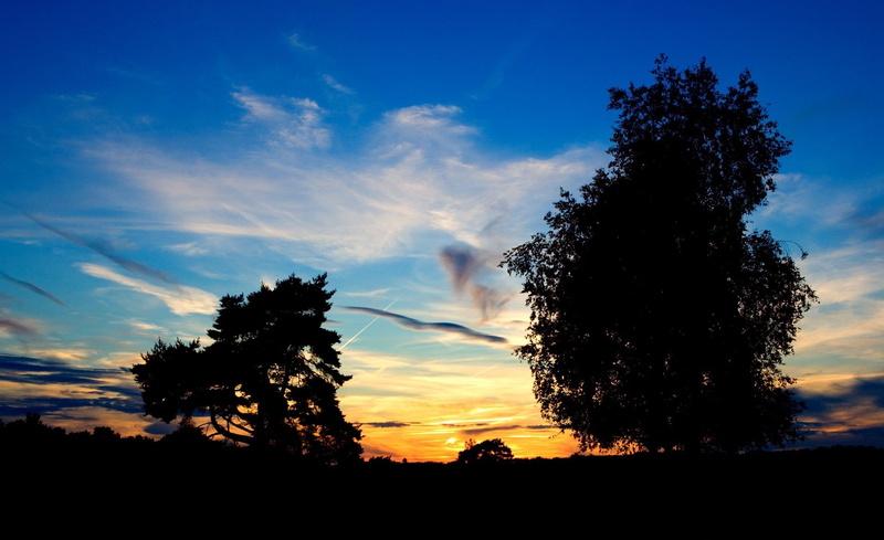 Sun and Sky, low angle view, scenics - nature, Nature, land, sunset, beauty in nature, tree, idyllic, no people, sun, silhouette, orange color, outdoors