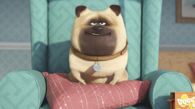 pets, The Secret Life of Pets, pug, Best Animation Movies of 2015, cartoon, life, dog, 4K, secret