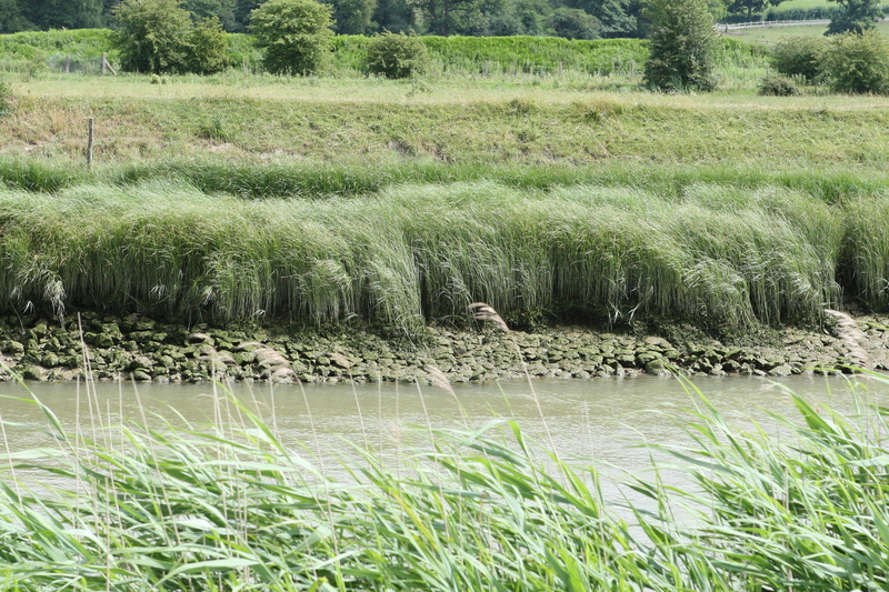 flowing, nautical, beauty in nature, quay, agriculture, tide, Bank, tidal, lake, wildlife, wild, day, tree, national, seaside, riverbank, tranquility, grass