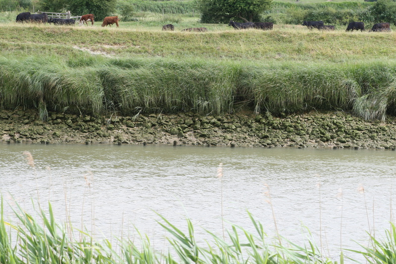 sea, animals in the wild, Marine, Aquatic, tide, tranquility, quayside, field, tranquil scene, quay, seafaring, outdoors, Bay, land, animal themes, Bank