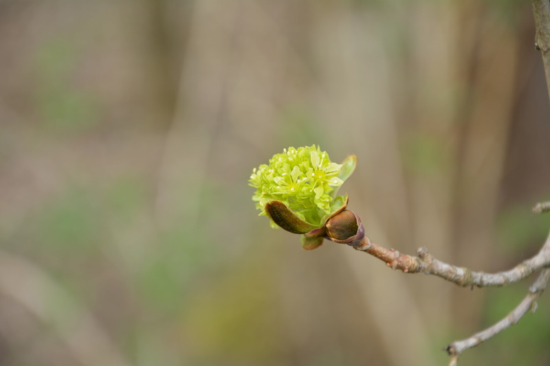 vulnerability, bud, no people, flowering plant, new quayside, freshness, beginnings, focus on foreground, flower, fragility, plant stem, flower head, 5K