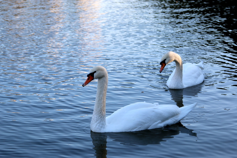 swimming, waterfront, lake, cygnet, animal wildlife, water, mute swan, animal, no people, floating on water, peremohy park, nature, group of animals, animal family