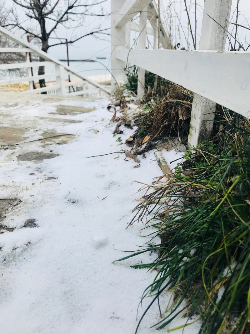 snow, white color, frozen, water, nature, odessa, macro, grass, covering, sea, green, beauty in nature, cold temperature, 4K, winter, wood, outdoors, transportation