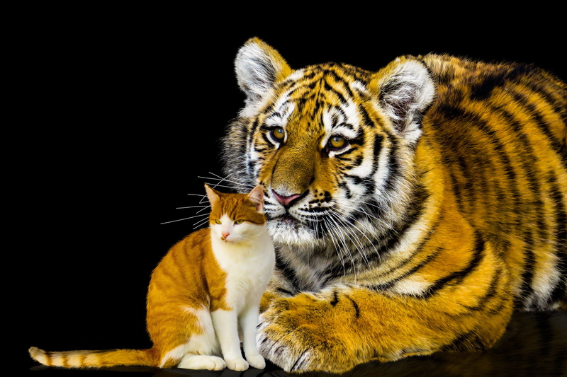animal head, cat, girlfriends, animal themes, vertebrate, no people, black background, undomesticated cat, feline, big cat, animals in the wild, play, pets