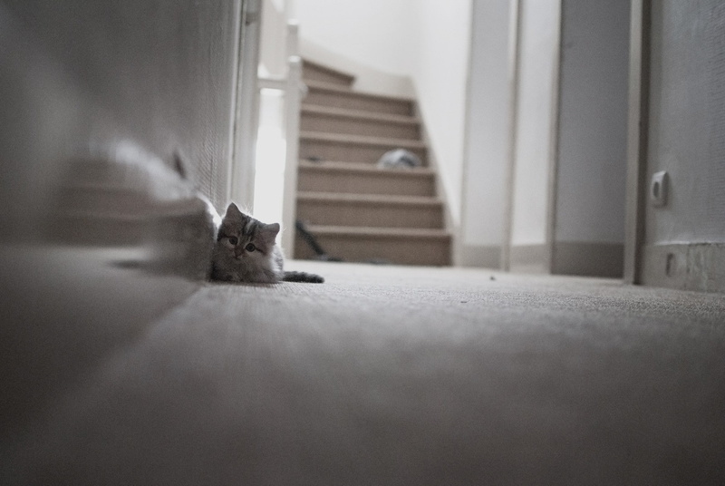 mammals, animals, feline, 1080P, cat