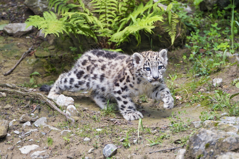 rock, feline, animals, vertebrate, nature, rock - object, mammals, animal themes, whisker, animals in the wild, 2K, mammal, plant, tree, cat, animal, day