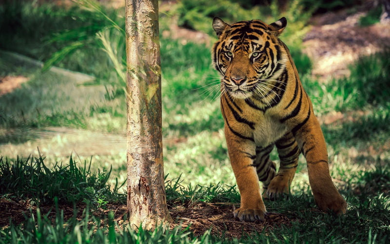 animals, mammals, tiger, feline, 1080P, wildlife