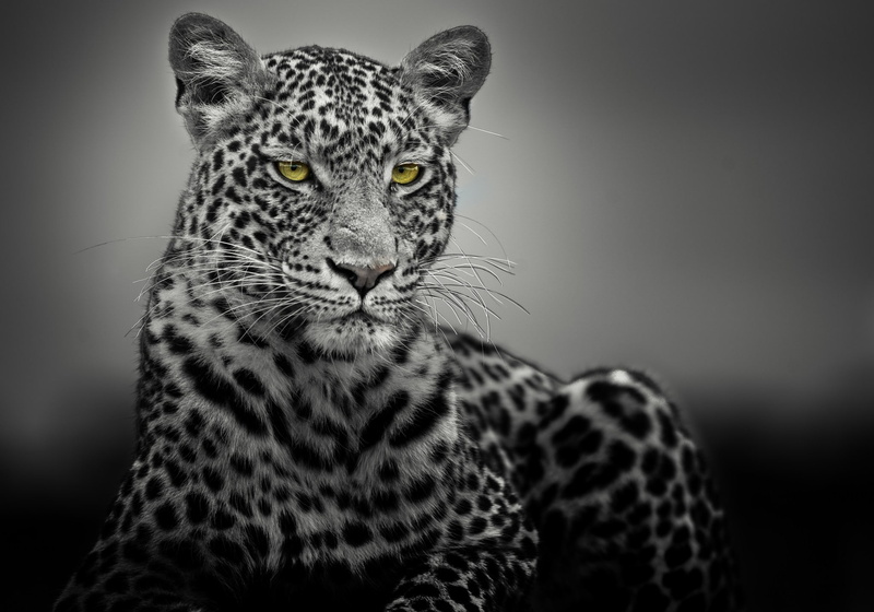 selective coloring, 1080P, animals, leopard (animal)