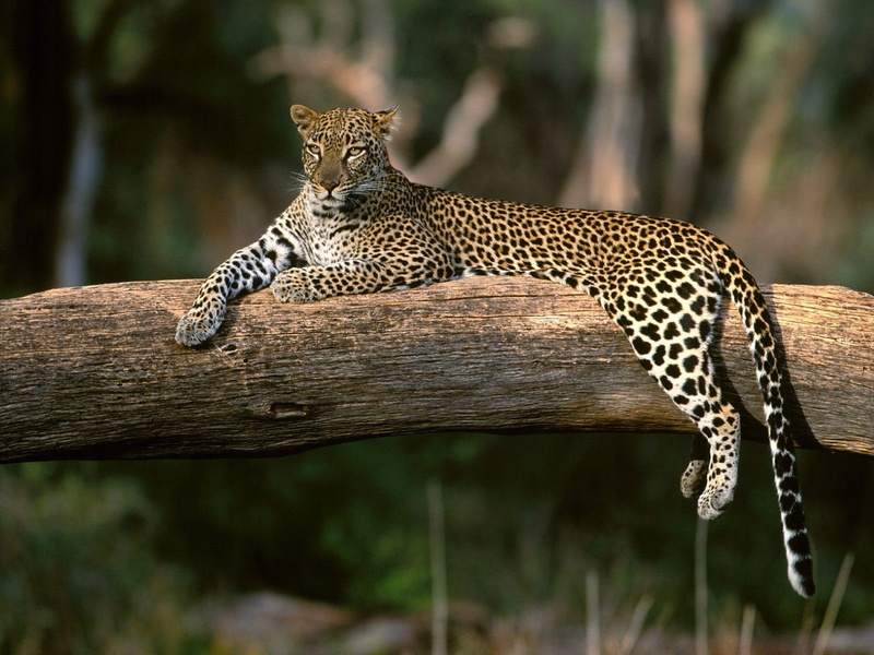 animals, 720P, feline, leopard, nature, leopard (animal)