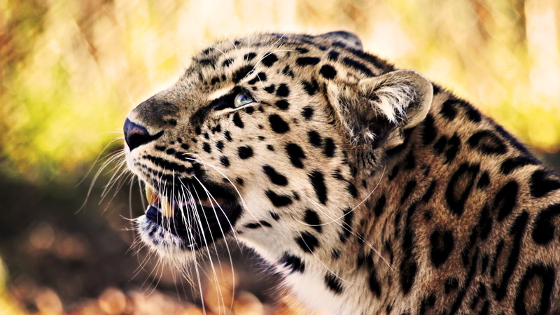 day, undomesticated cat, mammal, animal head, animal themes, animal body part, leopard, animal, animal wildlife, one animal, carnivora, safari, big cat