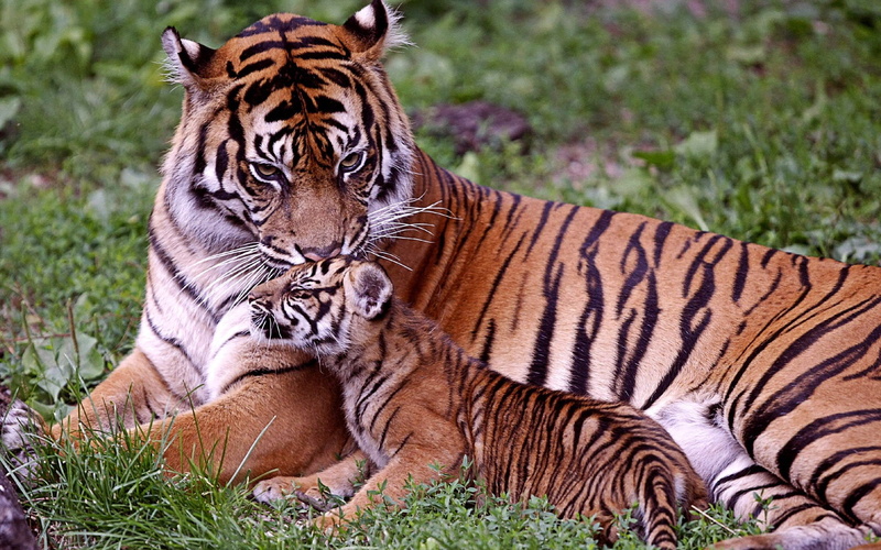 tiger, animals, 1080P, feline, big cats, mammals, baby animals