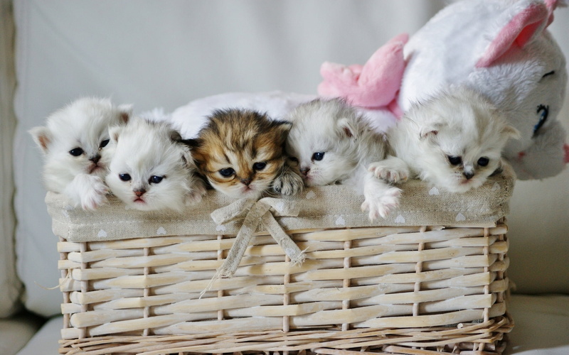 newborn Animal, brown, cute, puppy, wicker, feline, blanket, purebred Dog, animal themes, fur, group of animals, domestic, kittens, pets, animal, young Animal