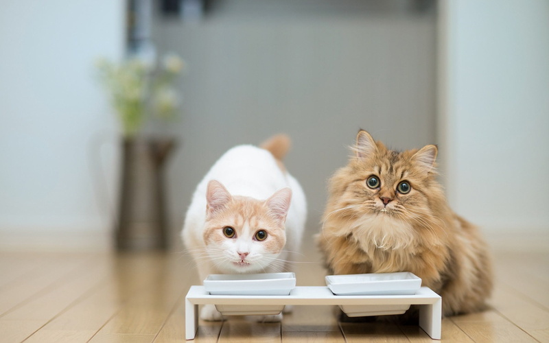 ginger Cat, long, animal head, paw, purebred Cat, two animals, fur, curiosity, selective focus, white, domestic, mammal, haired, young Animal, domestic Cat