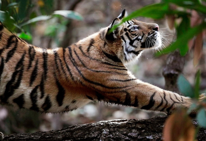 zoo, animals in the wild, no people, feline, branch, whisker, nature, animals, one animal, animal wildlife, day, vertebrate, cat, tree, big cat, outdoors