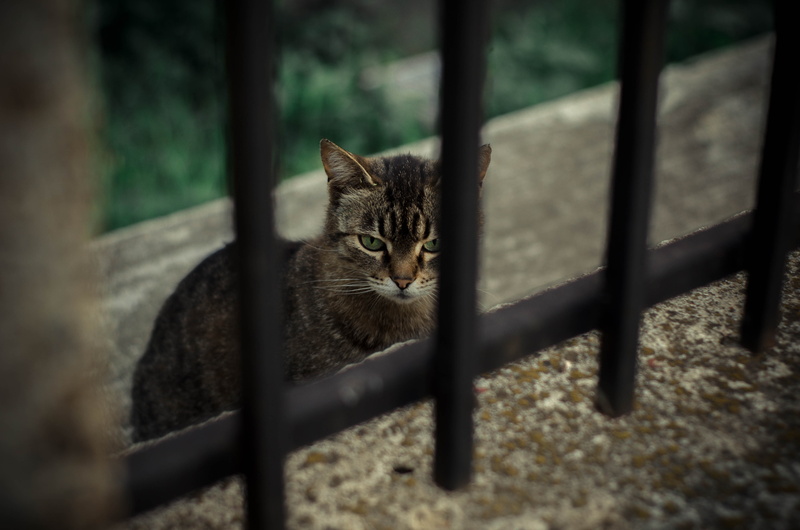 pets, barrier, vertebrate, boundary, animal, one animal, domestic cat, metal, no people, mammal, looking at camera, selective focus, domestic, feline, day