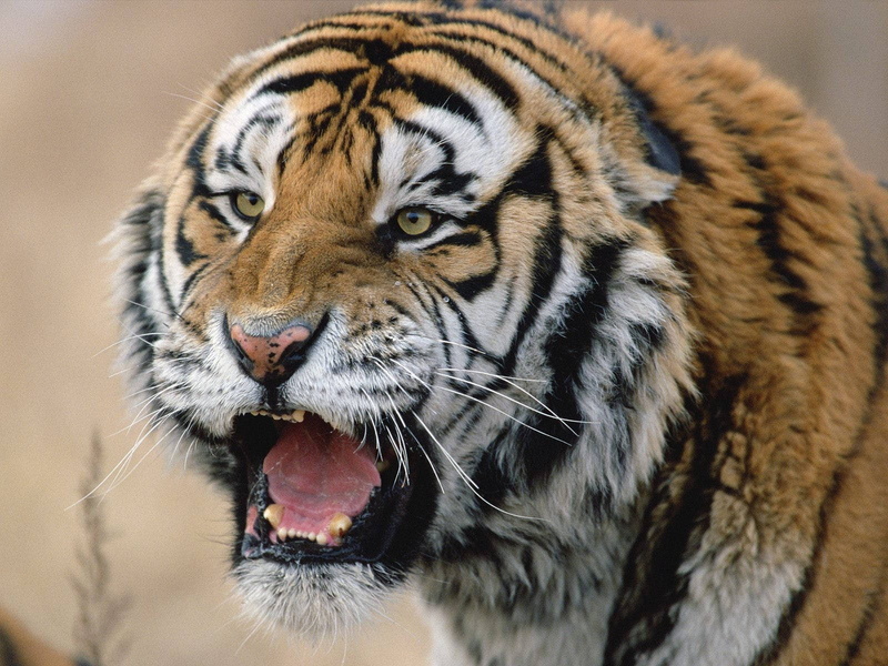 nature, feline, 720P, tiger, animals