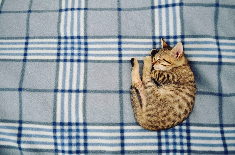sleeping, animals, 1080P, feline, cat