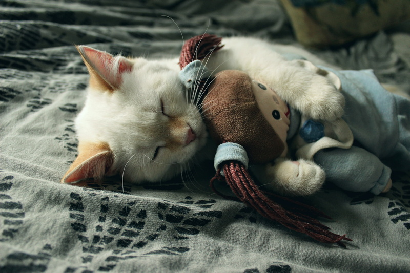 1080P, sleeping, animals, cat, feline