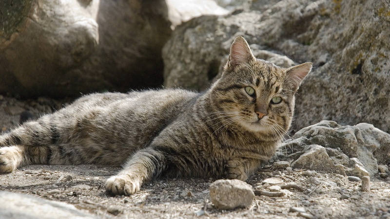 whisker, vertebrate, nature, rock, animal themes, animal, relaxation, looking at camera, one animal, no people, resting, rock - object, pets, tabby, domestic cat