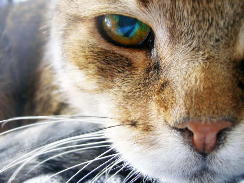 animal eye, close-up, animals, whisker, looking, vertebrate, one animal, snout, mammal, pets, animal head, animal body part, 1080P, cat, aggression, domestic animals
