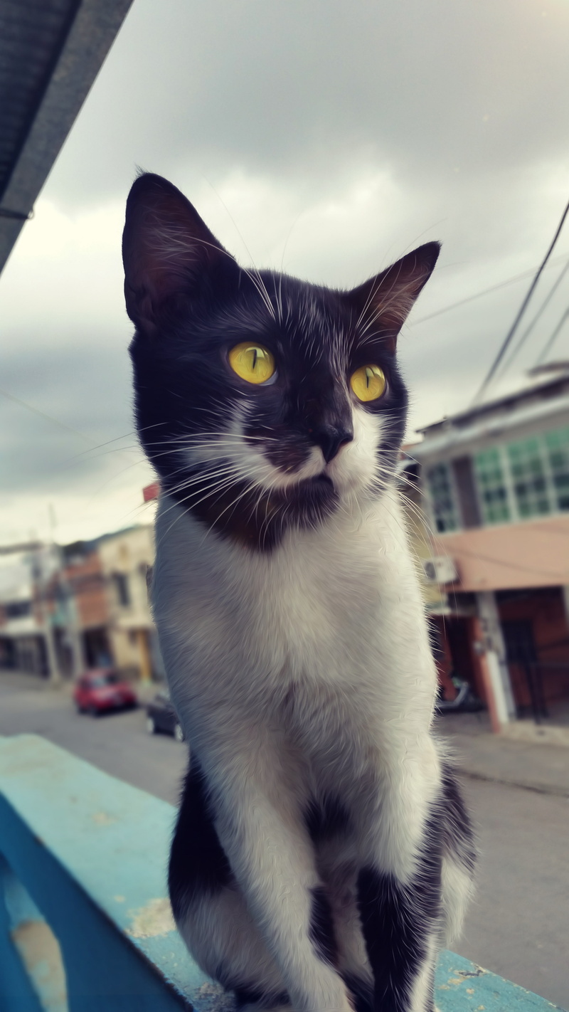 5K, animals, cat, yellow eyes, feline