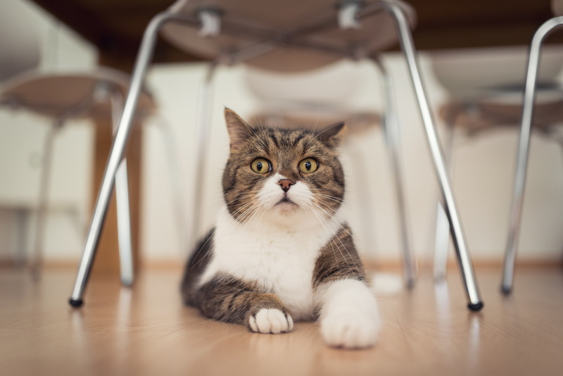 cat, animals, feline, yellow eyes, 2K