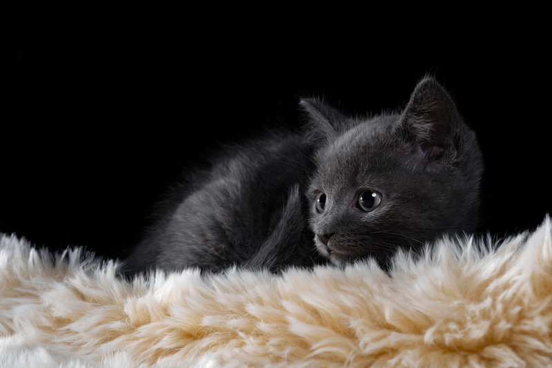 cat, black, 1080P, carpets, kittens, feline, animals