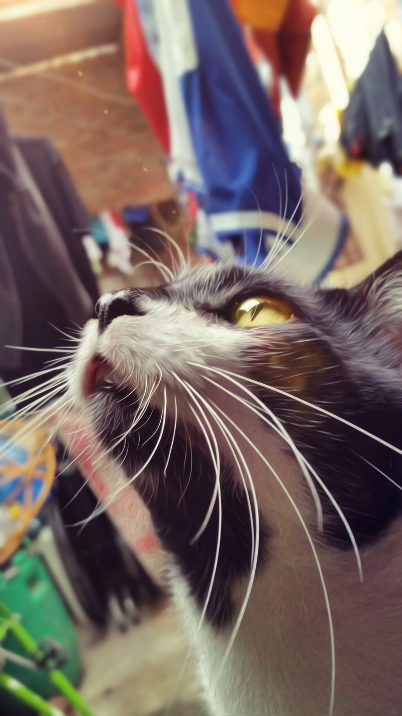 animals, feline, cat, yellow eyes, 5K