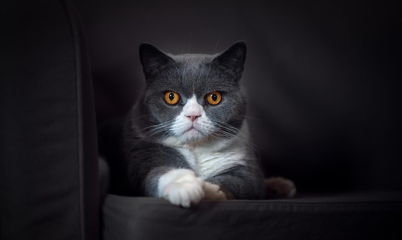 feline, animals, cat, 1080P, yellow eyes