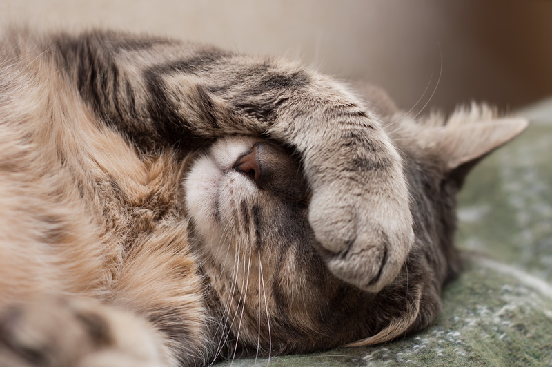 animal body part, feline, eyes closed, whisker, 4K, brown, pets, close-up, mammal, animal themes, focus on foreground, domestic animals, no people, domestic cat