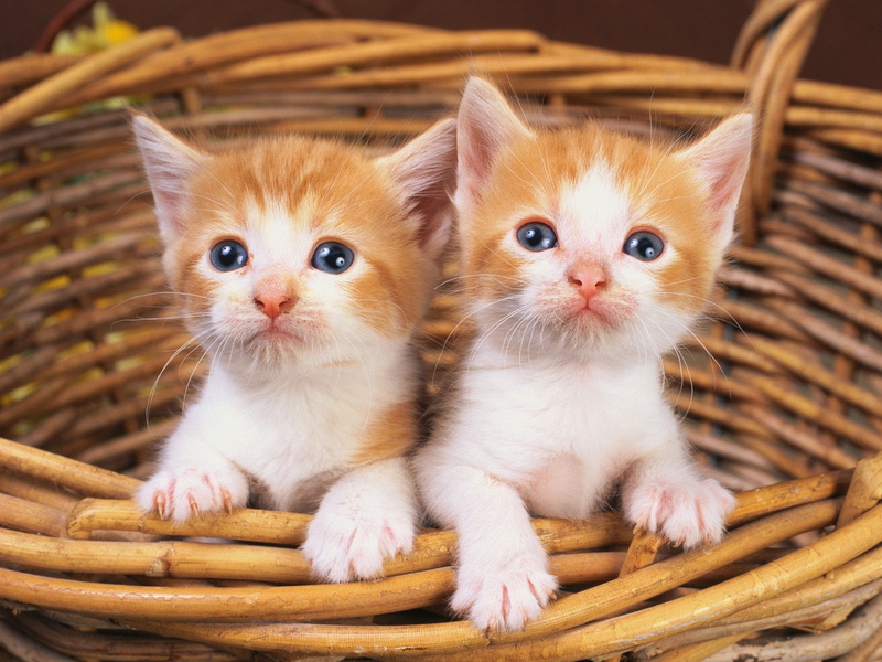 1080P, Cute, kittens, Two, Kitten, Basket