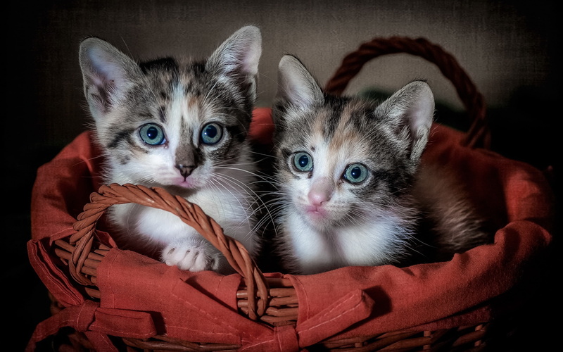 Kittens, 2K, fur, Two, brown, Cute, short, white, black, Basket