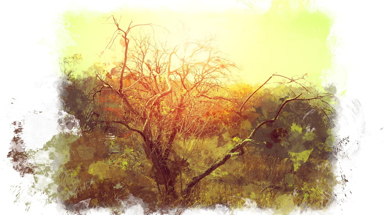plant, reflection, change, art, 1080P, branch, digital composite, yellow, tranquility, winter, Aero, bushveld, outdoors, bare tree, tree, orange color
