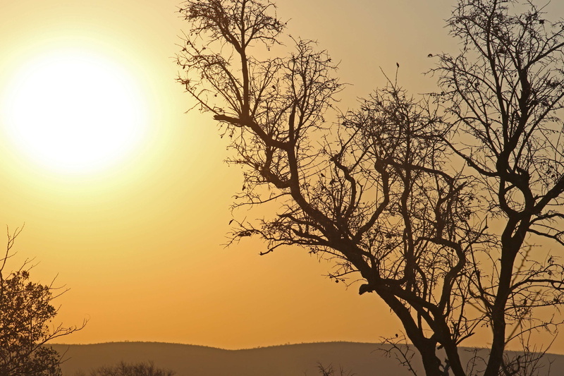 non-urban scene, nature, 4K, bare tree, outdoors, beauty in nature, tree, plant, scenics - nature, dry, yellow, tranquility, orange color, sun, no people