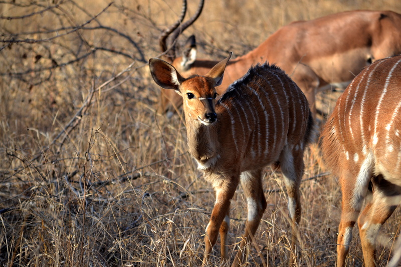wildlife, south africa, land, outdoors, focus, herbivorous, animal family, no people, group of animals, dried, baby, herd, livestock, nyala antelope, field