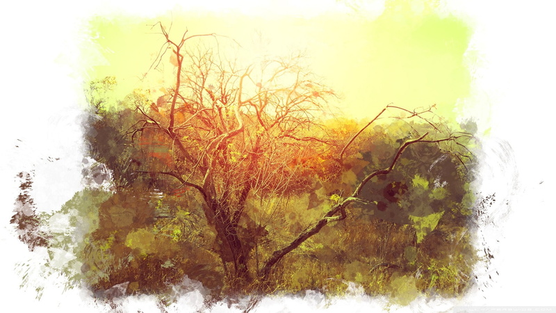 bushveld, art 1920x1080, 1080P