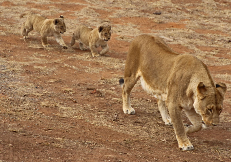 day, land, wild animal bushveld, nature, group of animals, walk, lion, domestic animals, livestock, three animals, mammal, 2K, animal themes, animal, no people