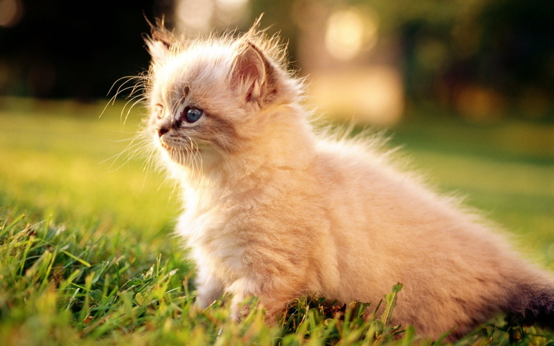 mammal, looking away, sitting, 1080P, looking, vertebrate, kitten, grass, nature, animals, domestic cat, animal, small, pets, focus on foreground, cat