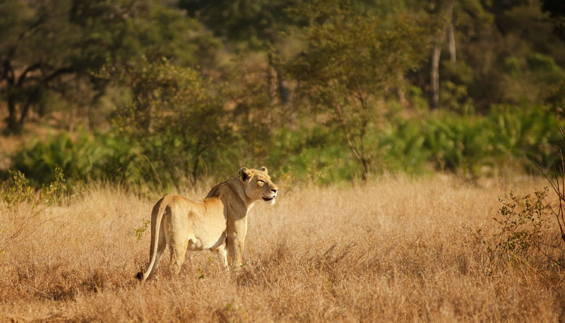 predator, female animal, vertebrate, cat, day, one animal, kruger, hunter, 4K, outdoors, profile view, savannah, animals in the wild, safari, female, natural