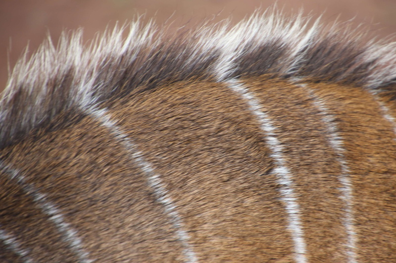 softness, buck, animal hair, animal themes, domestic, njala, animal, nature, mammal, animal body part, stripes, no people, profile view, extreme close-up