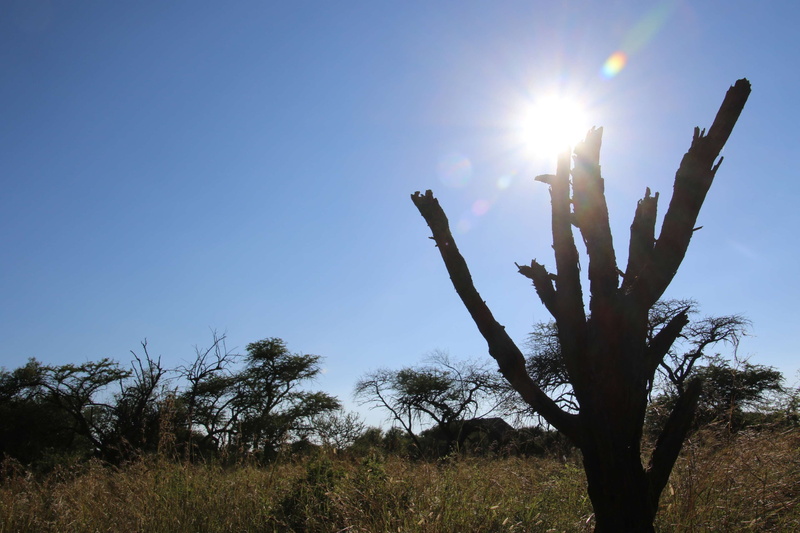trees, lens flare, bushveld, plant, no people, tree, blue skies, blue, sun, background, tranquility, outdoors, low angle view, sunbeam, mothernature, 4K