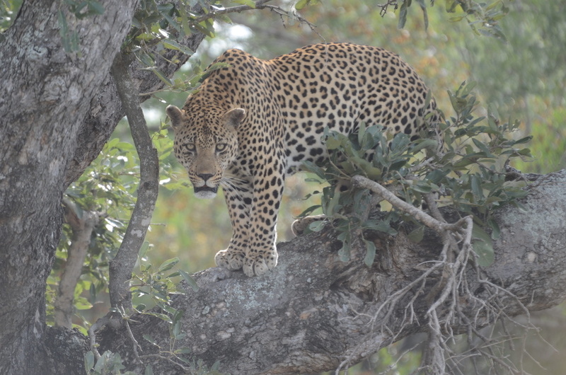 animal wildlife, nature, south africa, big cat, animals in the wild, day, mammal, bushveld, tree, animal themes, feline, plant, carnivora, safari, animal