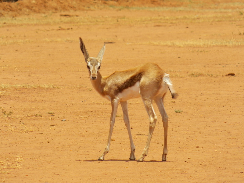 4K, full length, nature, zoology, fauna, brown, herbivore, gazelle, vertebrate, south-africa, animal themes, antelope, day, field, springbuck, standing