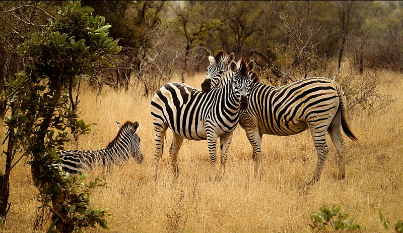 mammal, black, no people, outdoors, landscape, photo, tree, two animals, zebras, vertebrate, animal, herd, animals in the wild, nature, land, bushveld