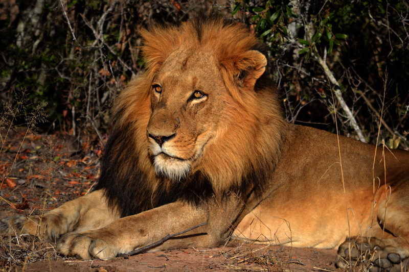 mammal, outdoors, animal wildlife, south africa, tree, lioness, bushveld, land, big cat, looking away, day, lion - feline, animals in the wild, cat, lion