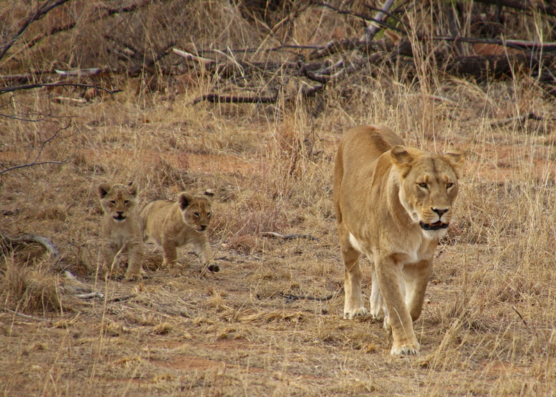 animal wildlife, undomesticated cat, land, veld, 4K, cups, mammal, animal, no people, animal themes, big cat, bushveld, day, group of animals, lion - feline