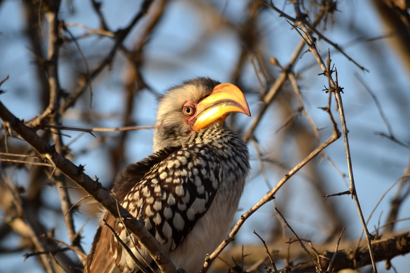gray, black, low angle view, branch, bird, perching, nature, hornbill, day, animal head, vertebrate, animals in the wild, outdoors, wildli, animal, eagle