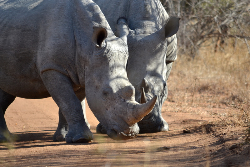animal wildlife, rhinos, horn, africa, rhinoceros, field, focus on foreground, animals in the wild, no people, road, rhino, rhinocero, wildlife, horned